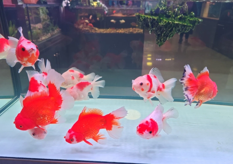 耐低氧觀賞魚 耐低氧觀賞魚