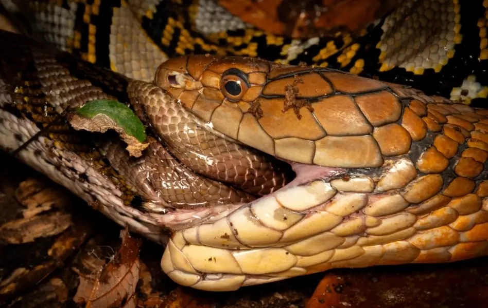 天敵動物 天敵動物