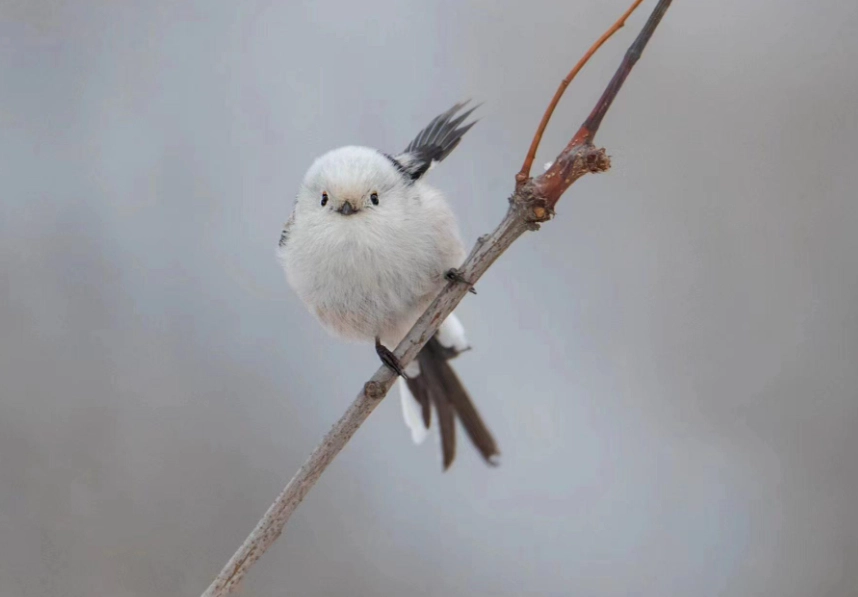 鳥叫聲辨識