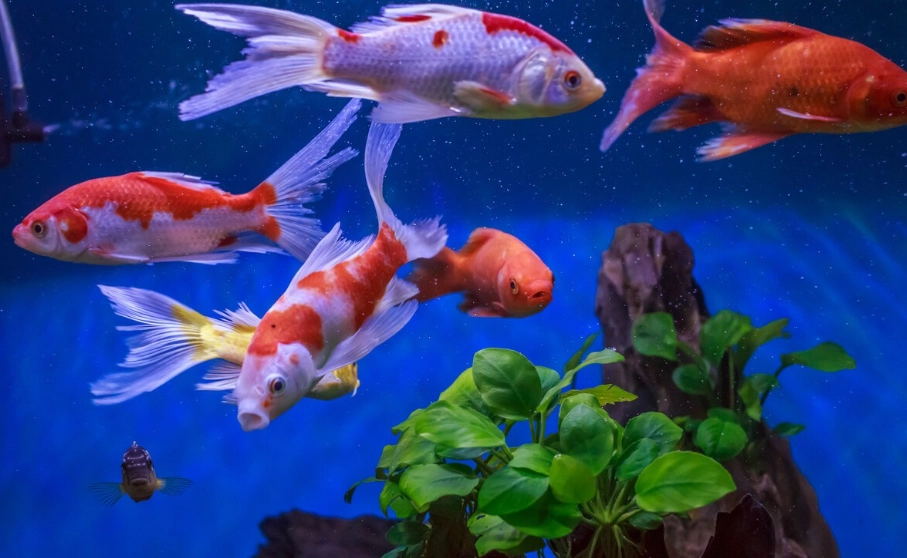 耐低氧觀賞魚 耐低氧觀賞魚
