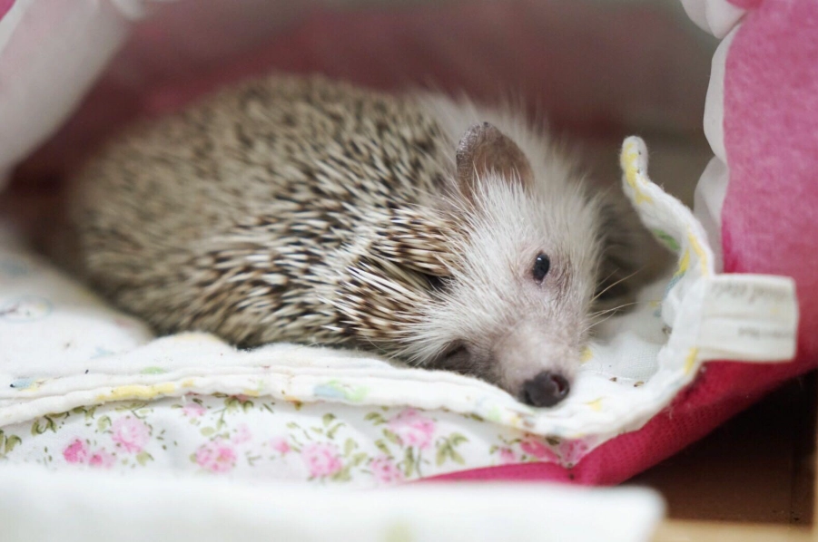 刺蝟飼養
