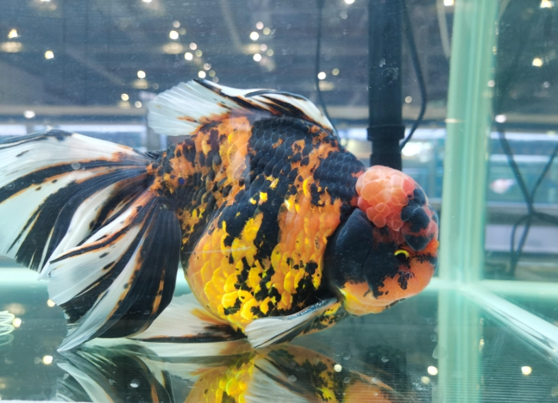 低氧魚種 低氧魚種