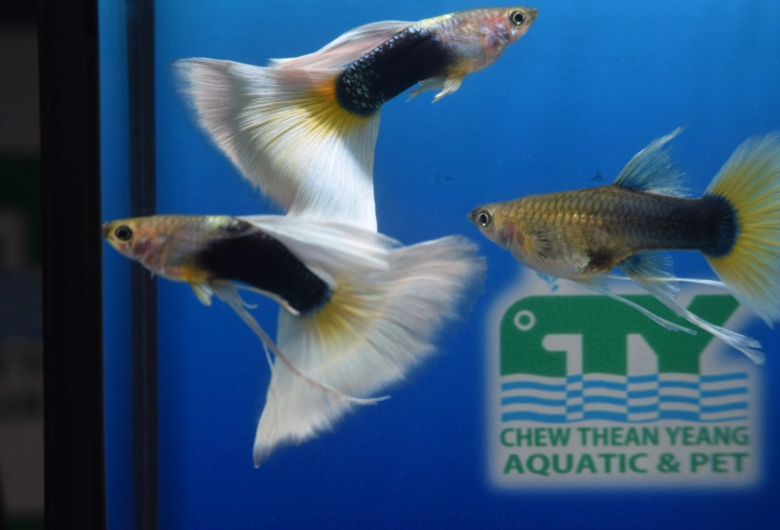孔雀魚餵食頻率