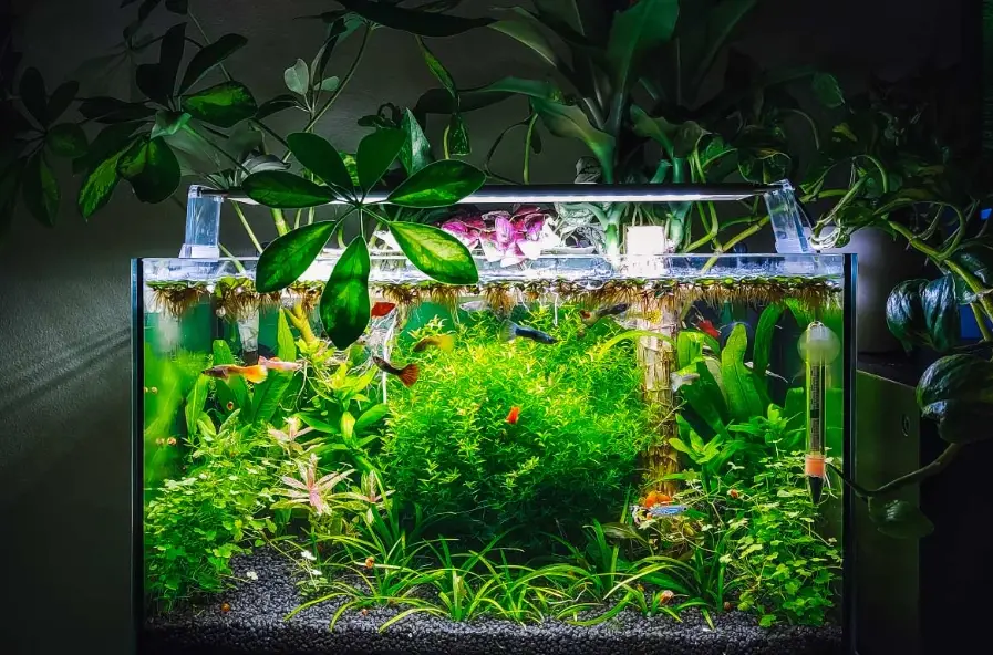 新手養魚