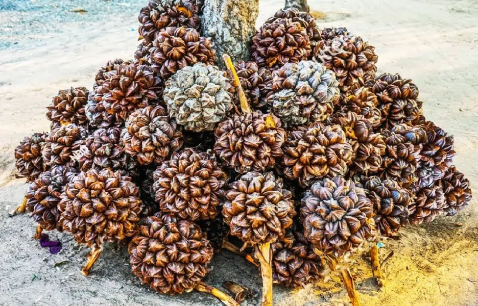亞答子是什麼 亞答子是什麼