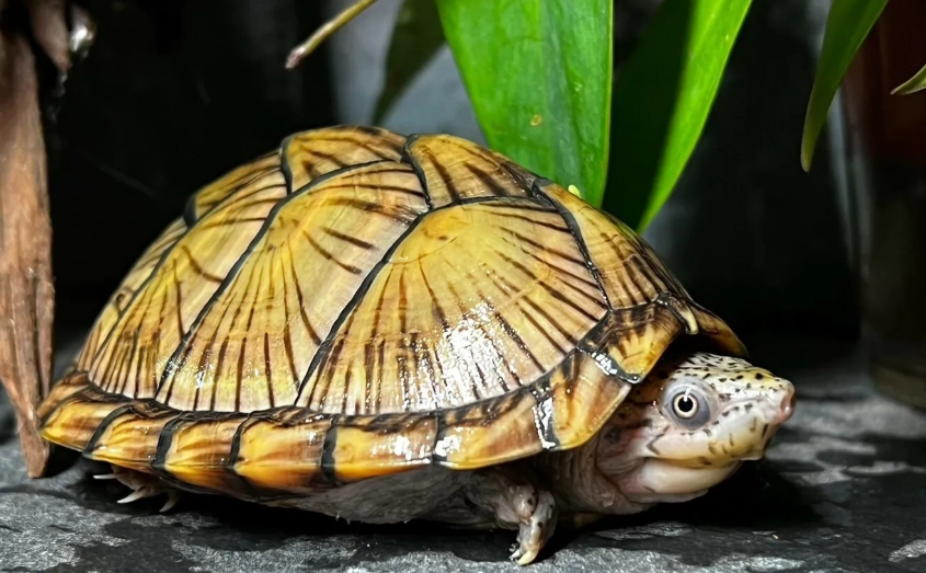 屋頂龜飼養