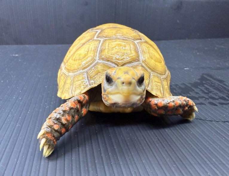 屋頂龜飼養