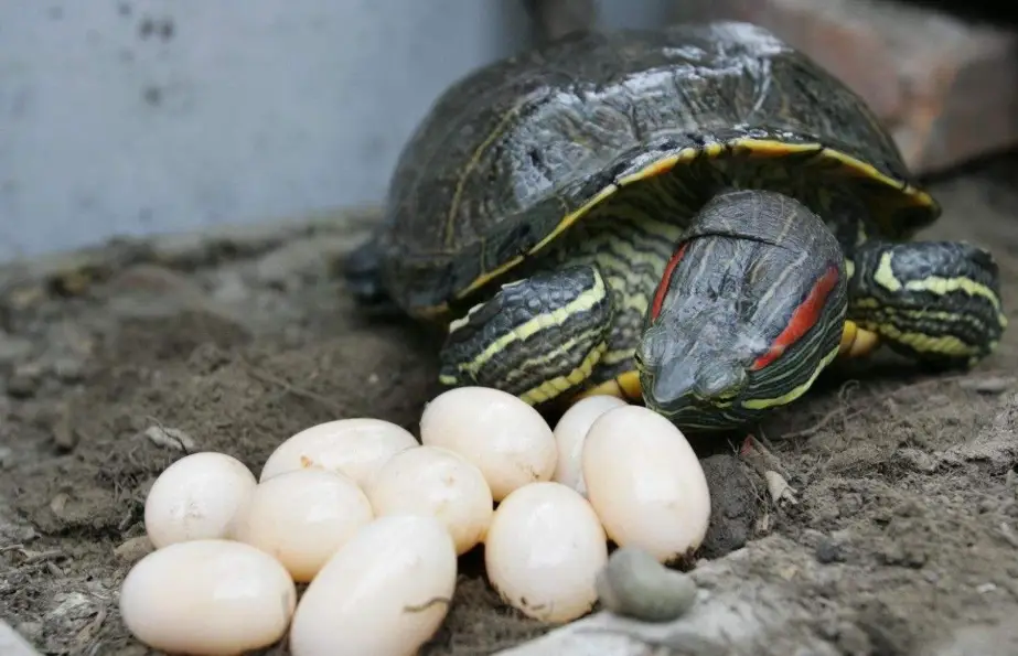 巴西龜飼養成本 巴西龜飼養成本
