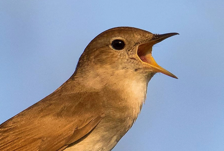 夜間鳥叫聲 夜間鳥叫聲
