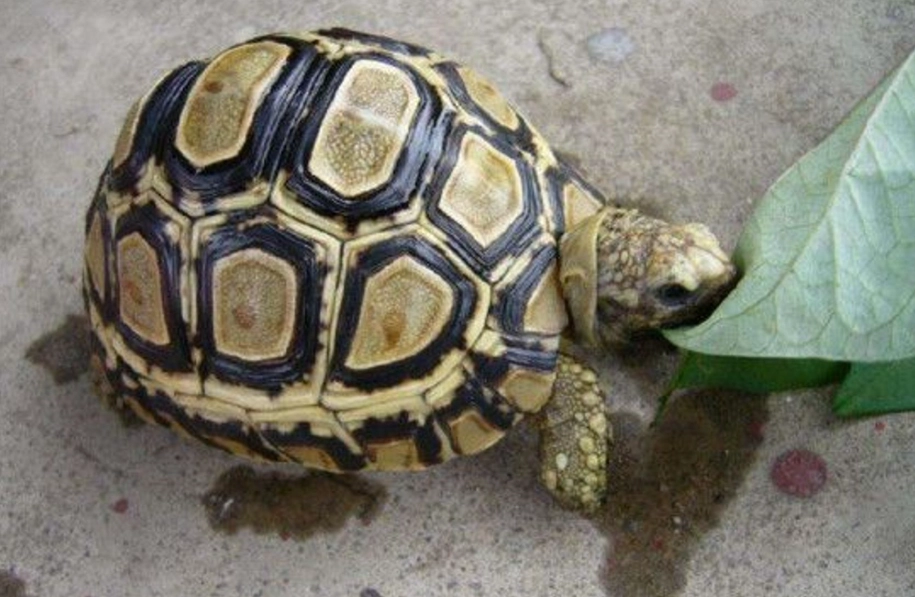 小型寵物龜飼養實戰：品種、環境、餵食與健康管理