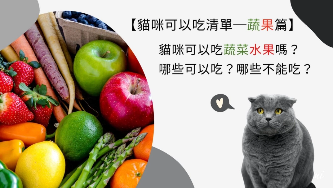 貓咪可以吃奇異果 貓咪可以吃奇異果