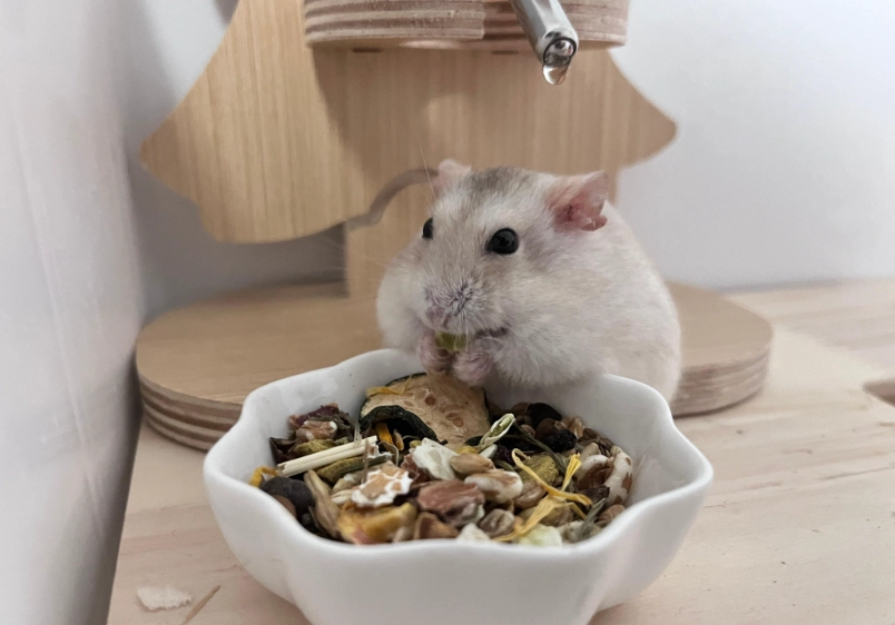 布丁鼠飼養