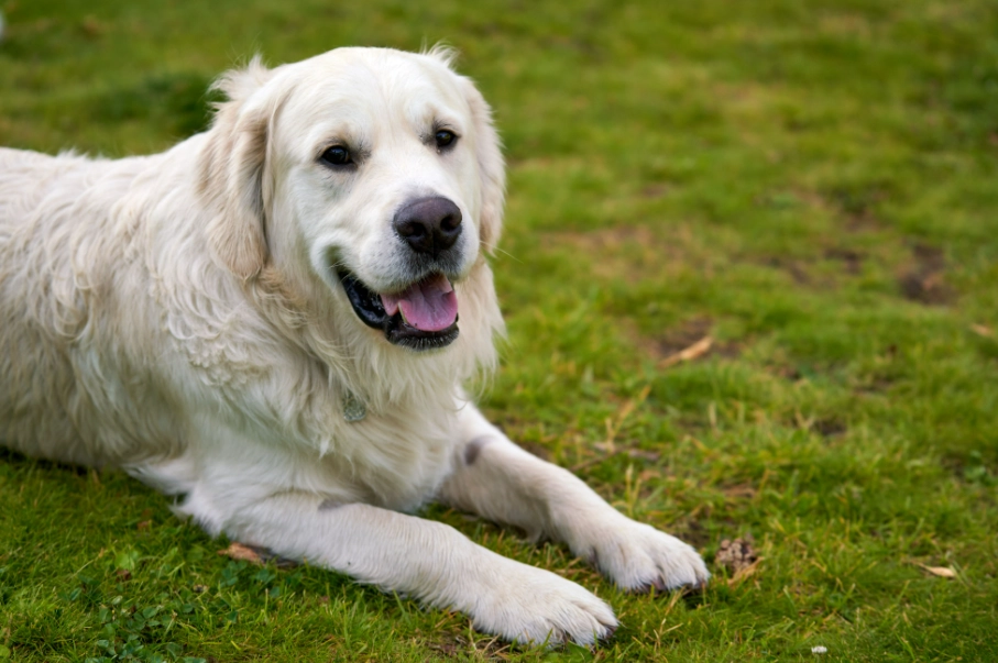 黃金獵犬健康