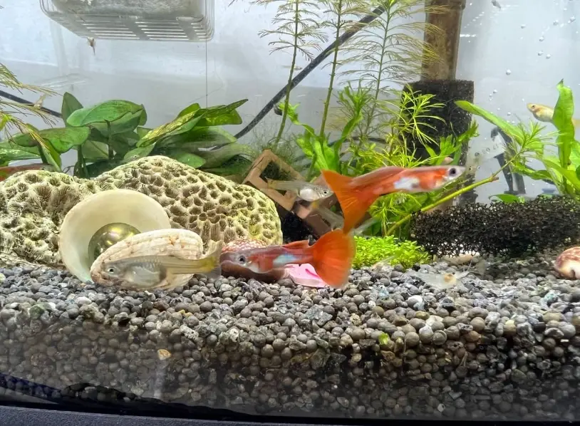 孔雀魚打氣