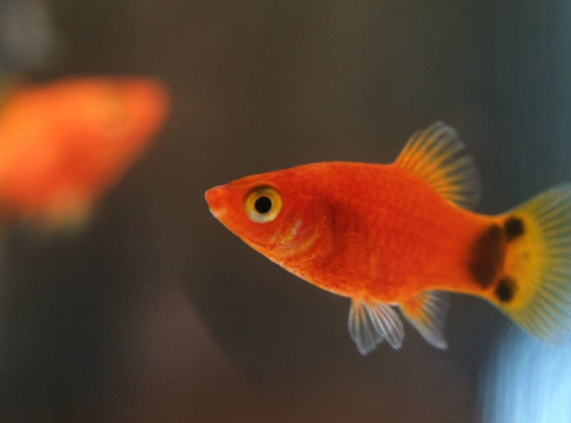 米奇魚小魚照顧