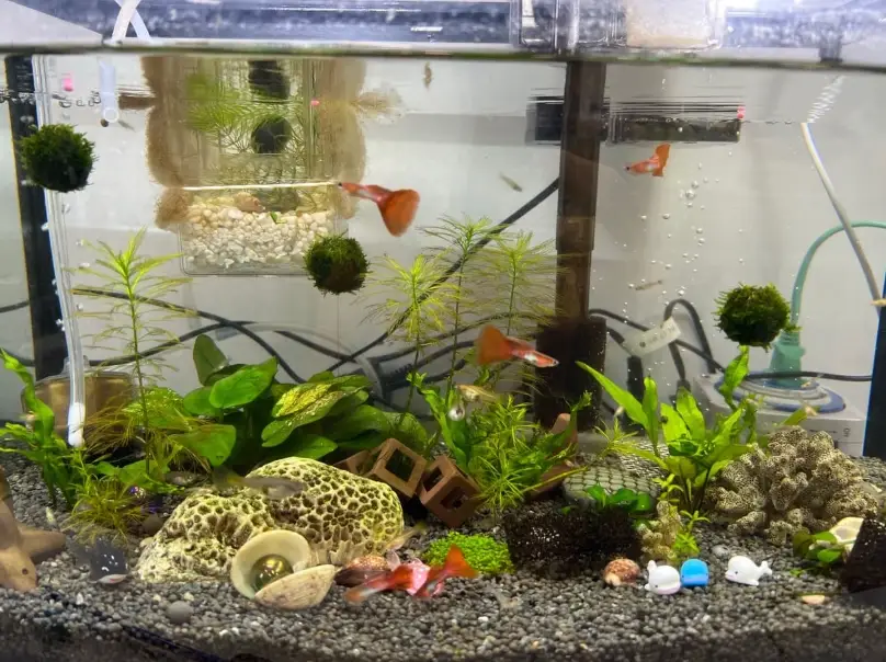 孔雀魚打氣