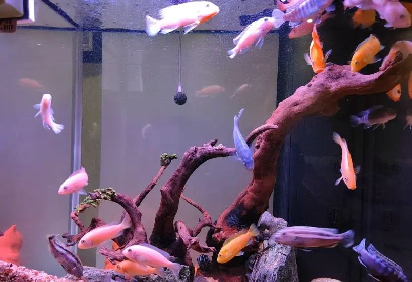 礦泉水養魚風險