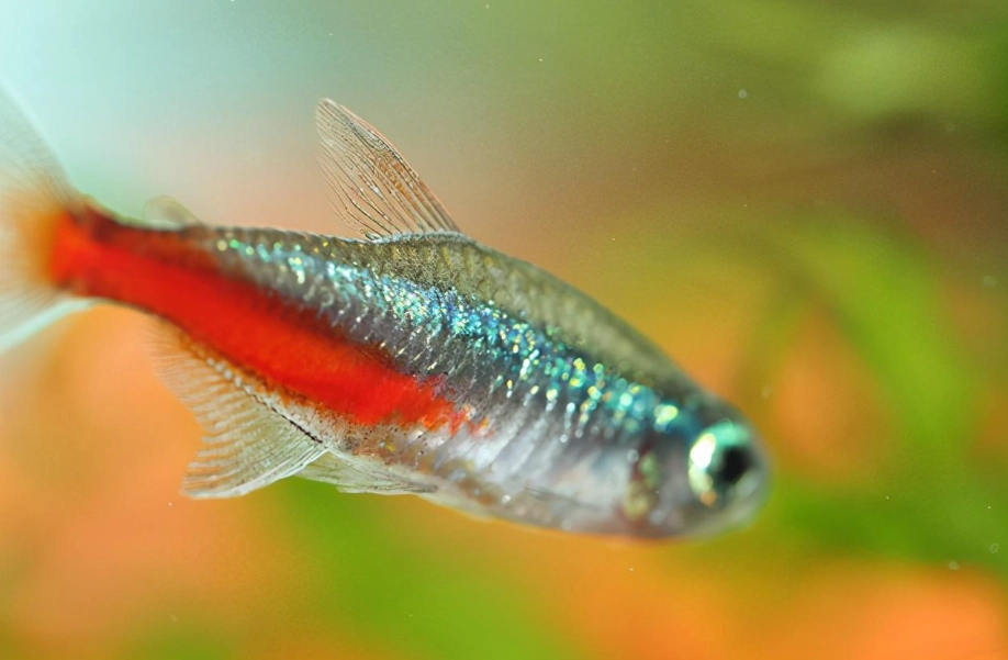 觀賞魚飼養 觀賞魚飼養