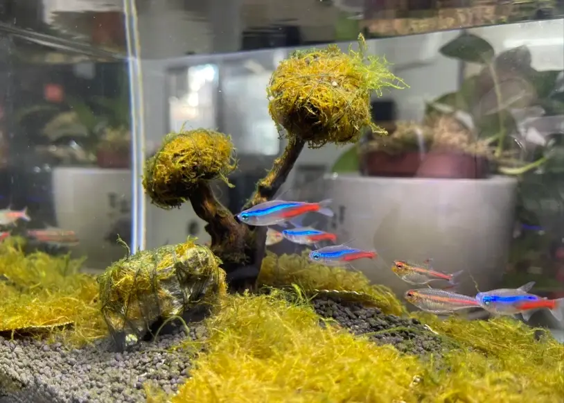 礦泉水養魚可行嗎