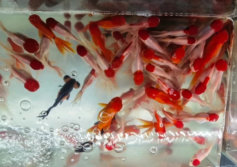 觀賞魚飼養 觀賞魚飼養