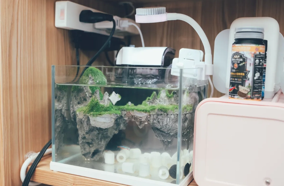 不打氣養魚技巧 不打氣養魚技巧