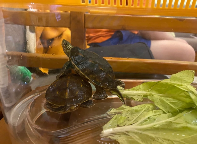 屋頂龜價格