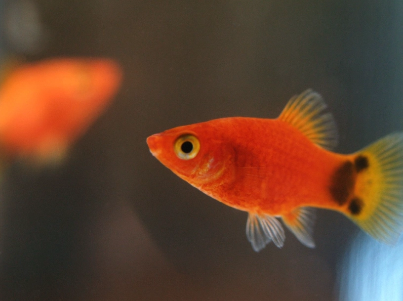 米奇魚繁殖 米奇魚繁殖