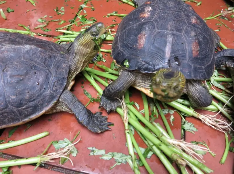 寵物龜飼養 寵物龜飼養