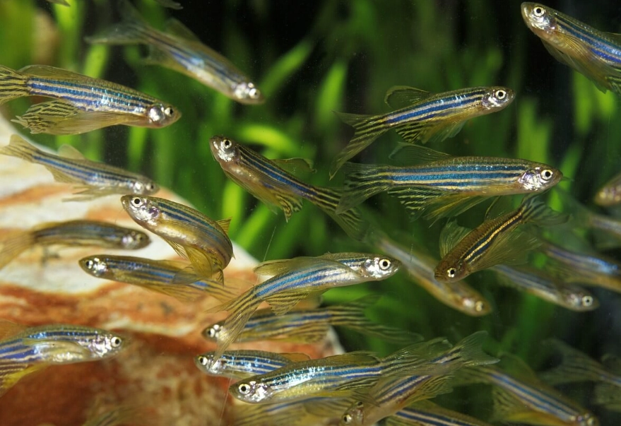 斑馬魚飼養