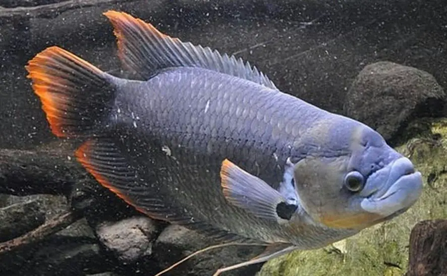 風水魚缸數目