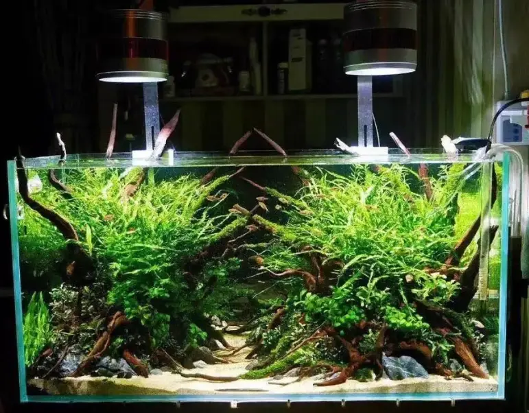 耐命觀賞魚