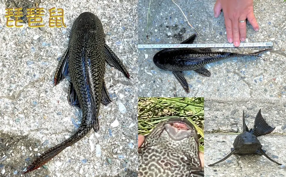 清道夫魚 清道夫魚