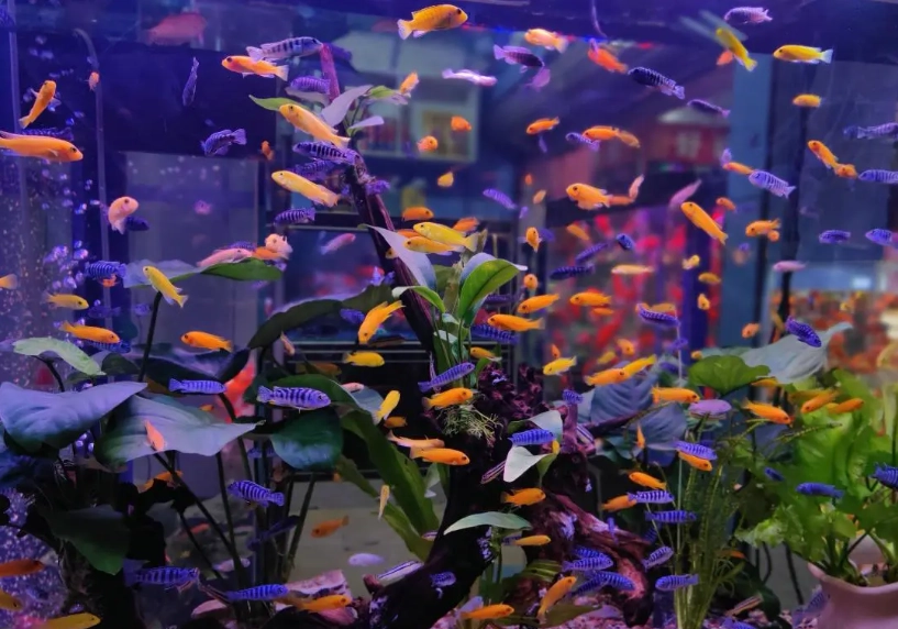 養不死的魚