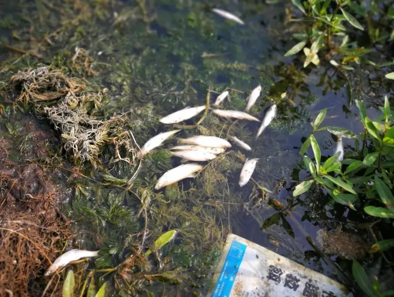 養魚死因