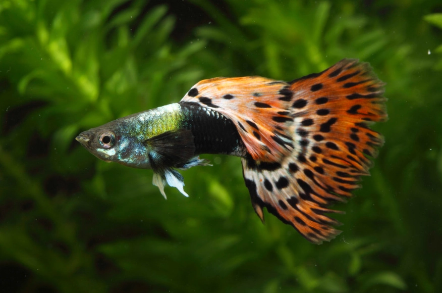 孔雀魚飼養