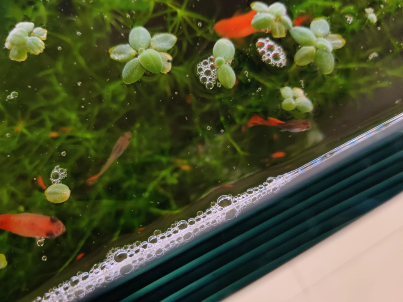 魚缸邊緣氣泡