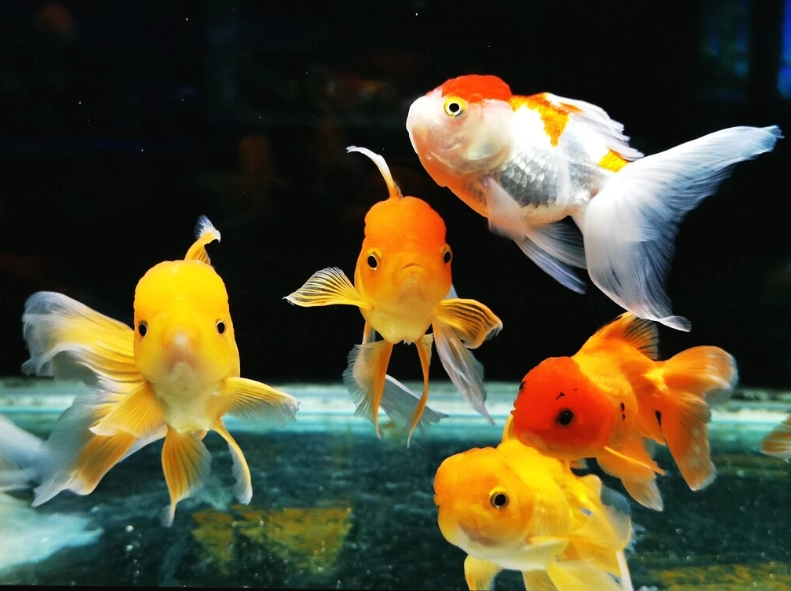 耐低氧觀賞魚 耐低氧觀賞魚