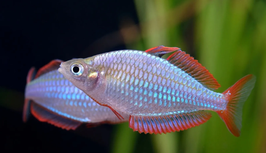 免打氣魚種 免打氣魚種