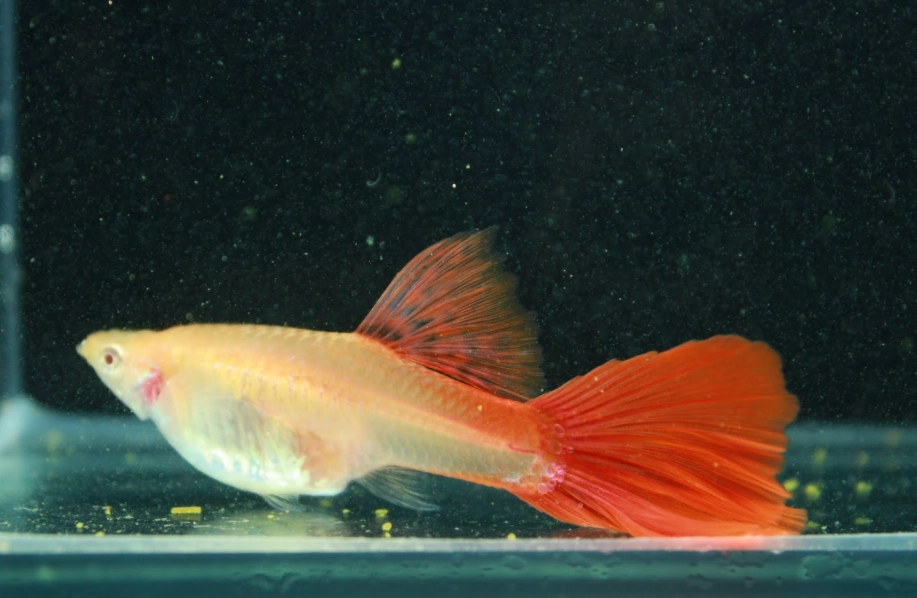 孔雀魚飼養