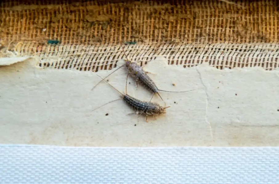 衣魚防治