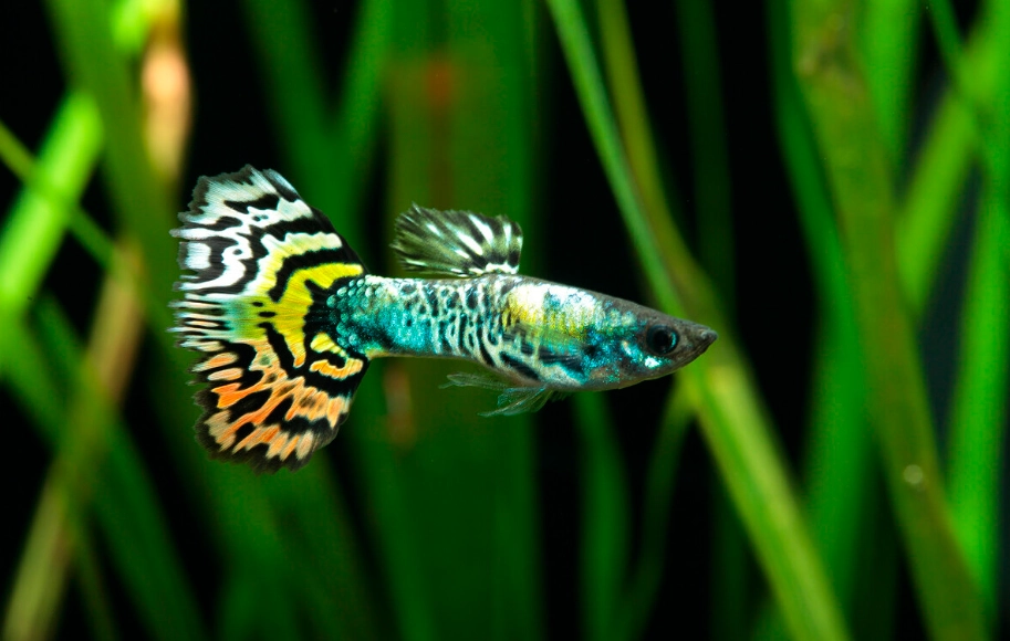 孔雀魚懷孕生產 孔雀魚懷孕生產