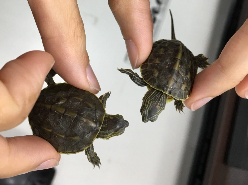 迷你龜 飼養 迷你龜 飼養