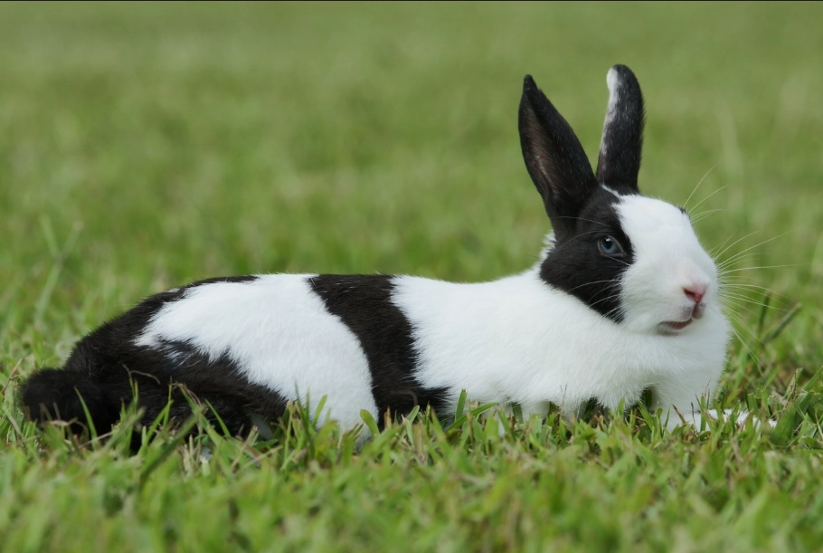 道奇兔飼養