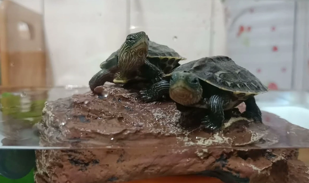 養烏龜風水