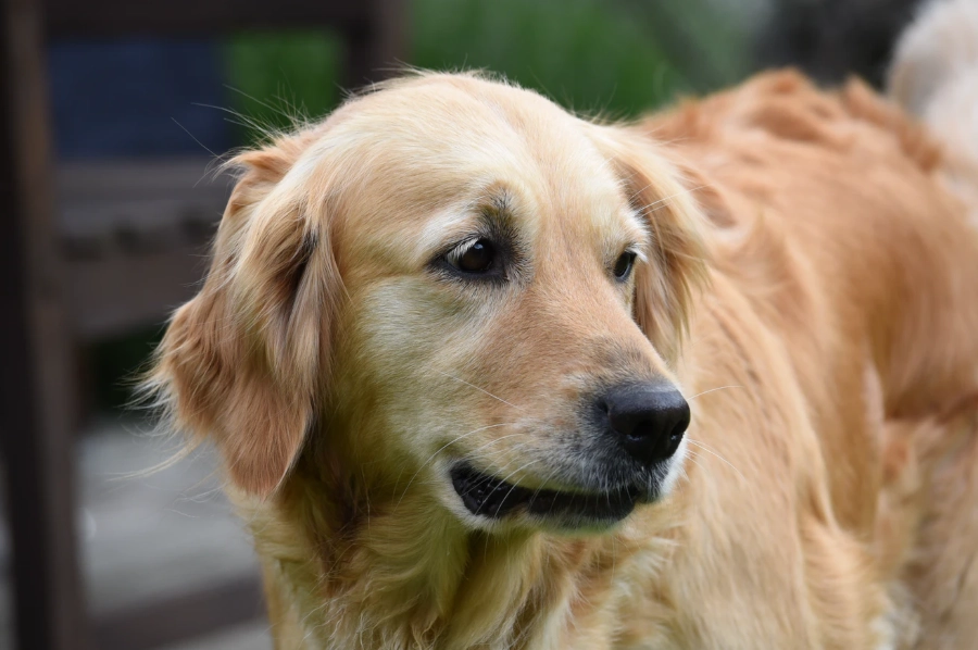 黃金獵犬健康