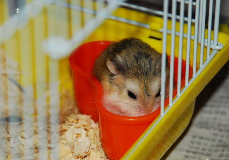 倉鼠飼養費用