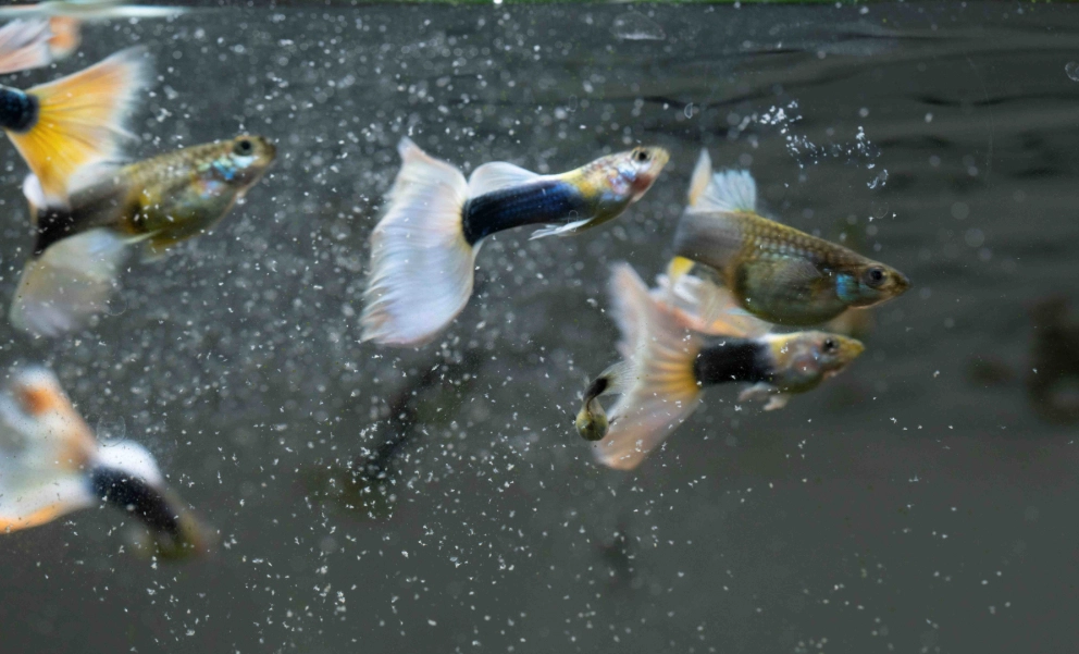 孔雀魚氧氣