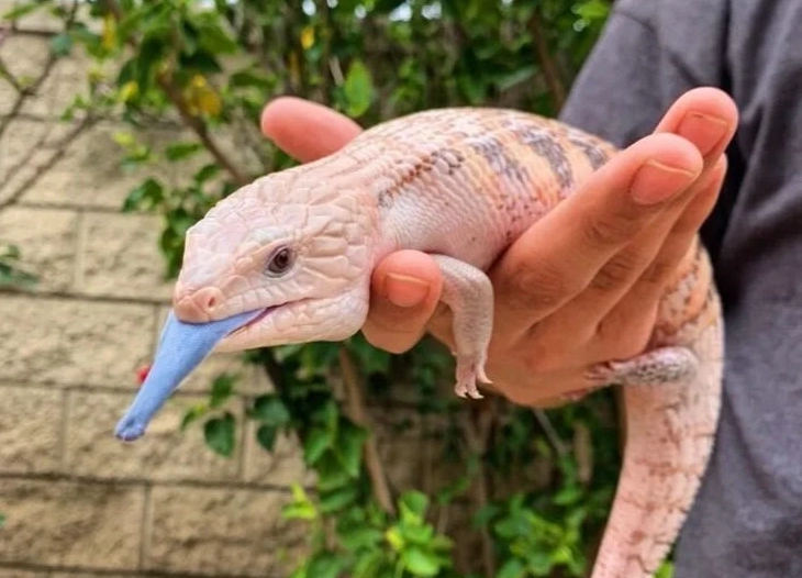 藍舌蜥飼養成本 藍舌蜥飼養成本