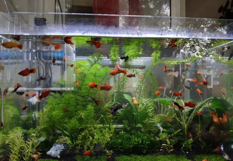 耐命魚種