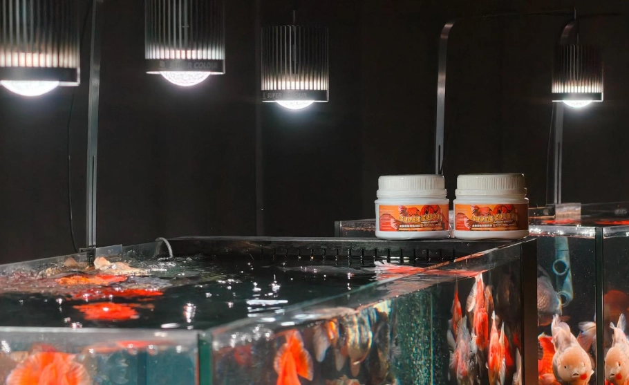 新手養魚推薦